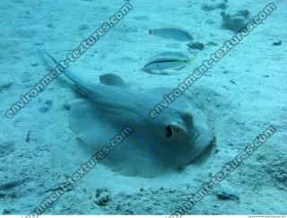 red sea bluespotted ribbontail ray Taeniura lymma 3